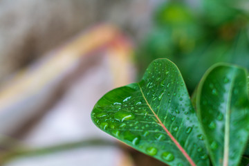 green leaf with water drops
