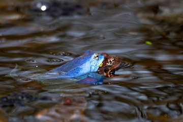 Mating of the he moor frog (Rana arvalis), Croatia