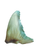 Dried shark fin isolated on white background