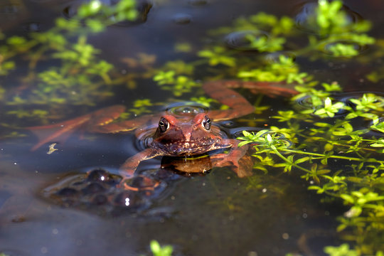 Mating of the he moor frog (Rana arvalis), Croatia