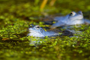 Blue males of the  moor frog (Rana arvalis) in the pond