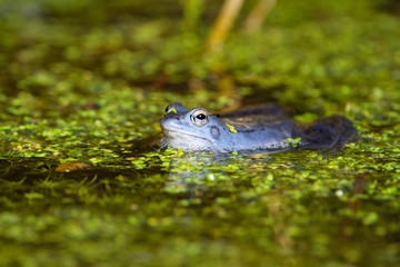Blue males of the  moor frog (Rana arvalis) in the pond