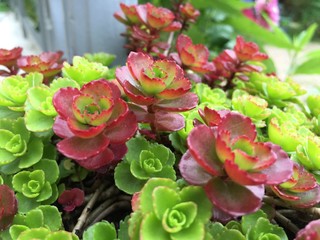 Obraz premium Red green Spurium purpurteppich sedum