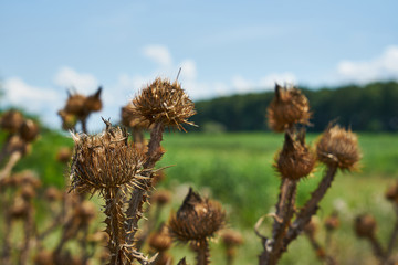 Obraz premium The image of dry burdock. Thorny burdock.
