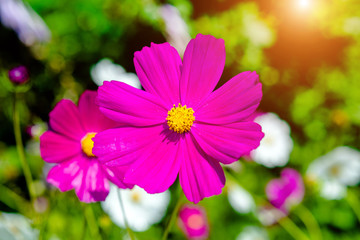 Obraz premium kosmeya purple shot close-up on a green background