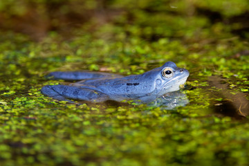 Blue males of the  moor frog (Rana arvalis) in the pond