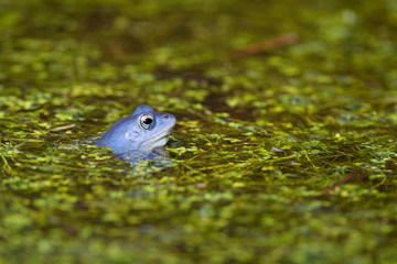 Blue males of the  moor frog (Rana arvalis) in the pond