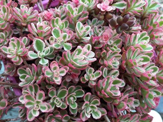 Pink Succulent - Sedum Spurium tricolor