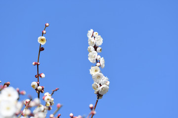 梅の花　白梅