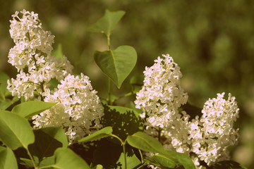 Blooming lilac flowers on the bush in a sunny spring day close-up. Retro style toned