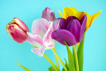 Bouquet of colored tulips on a blue background. Spring flowers. Colored tulips, Lovely tulip flowers composition. Valentines Day or Mothers day. International Womens Day March 8