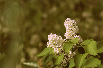 Blooming lilac flowers on the bush in a sunny spring day close-up. Retro style toned
