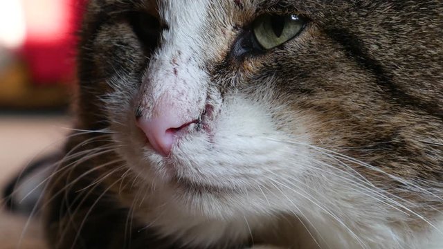 A beautiful big brown cat lies on the cofre and turns on the camera. The striped cat looks at the camera at close range. The cat's muzzle is close-up.