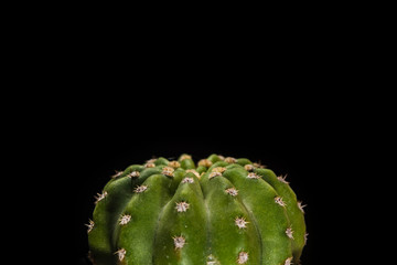 Cactus isolated on black background,