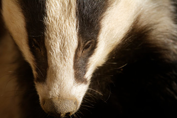 Portrait of the European badger  © Goran
