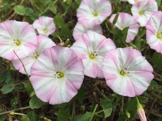 Wild pink morning glory flowers in the field