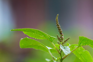 green wild plants