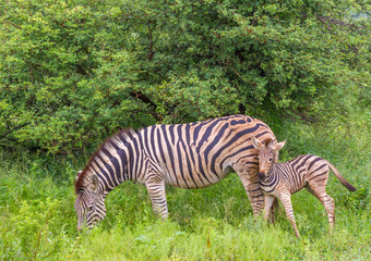 Fototapeta na wymiar Interplay between a mare Burchell's zebra and her foal isolated in nature image in horizontal format