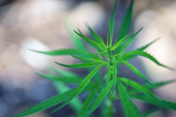 marijuana leaf for herb grug and medicine