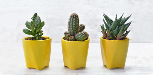 three little cactus in yellow pot on white table