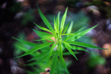 marijuana leaf for herb grug and medicine