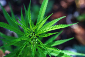 marijuana leaf for herb grug and medicine
