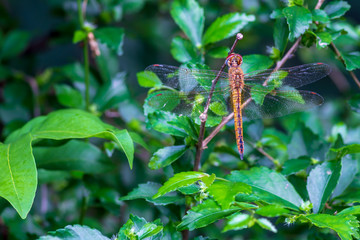 dragonfly on leaf