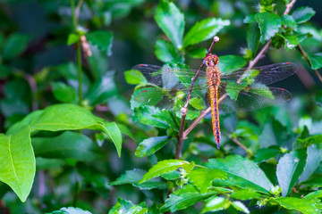 Fototapeta na wymiar dragonfly on leaf