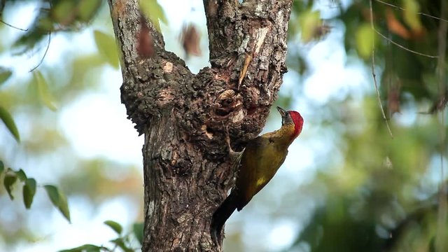 Greater flameback woodpecker or Large golden-backed woodpecker (Chrysocolaptes guttacristatus) sticking tongue out eating termites,rainy day.Woodpecker eating termites helps pest control in nature.