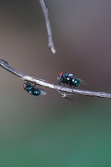 flies on branches