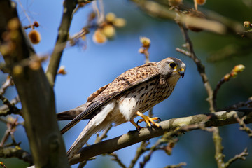 The common kestrel (Falco tinnunculus) on a tree