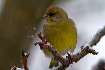 The European greenfinch (Chloris chloris) on the branch in winter