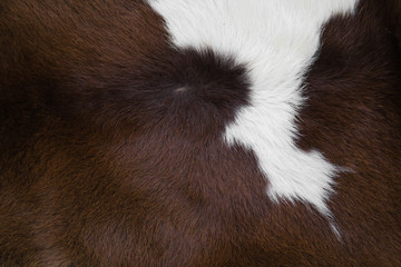 cow skin made into a carpet
