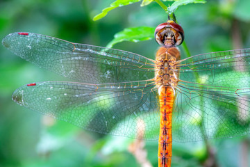 dragonfly on blade of grass