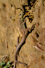 Fototapeta na wymiar Common wall lizard from on the ground