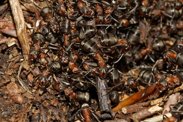 Close-up of the red wood ant, formica rufa in an ant nest