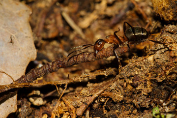 Close-up of the red wood ant, formica rufa in an ant nest