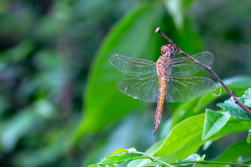dragonfly on leaf
