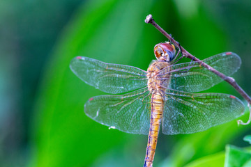 dragonfly on leaf