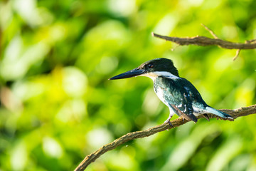 Amazon kingfisher sitting on a branch over the Tarcoles river in Costa Rica