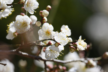 Obraz premium 梅の花 白梅