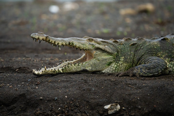 Closeup of an american crocodile
