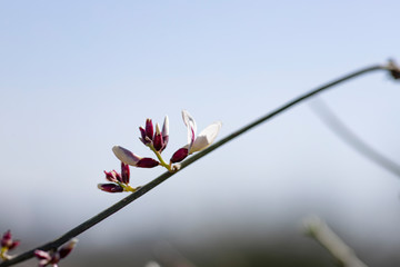 Delicate white-pink flower and buds of Retama raetam close up