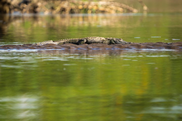 American crocodile on the shore of the Tarcoles river