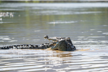 Two american crocodiles fighting in the Tarcoles river in Costa Rica