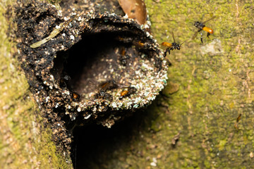 Bees at the entrance of their nest on a tree in Costa Rica
