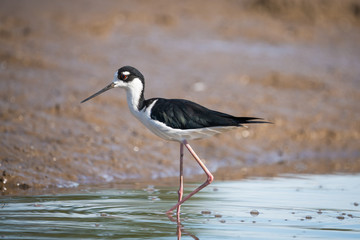 Obraz premium Black-necked stilt on the shore of the Tarcoles river in Costa Rica