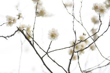 梅の花　白梅