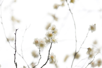 梅の花　白梅