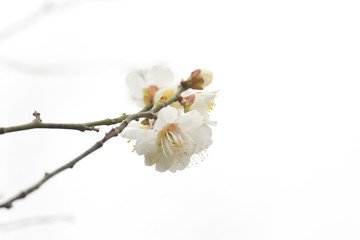 梅の花　白梅